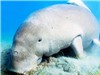 Côn Đảo còn khoảng 12 cá thể bò biển dugong